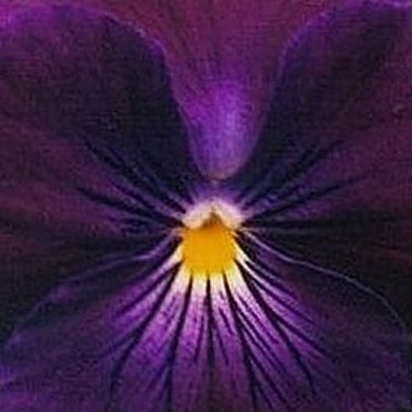 Pansy