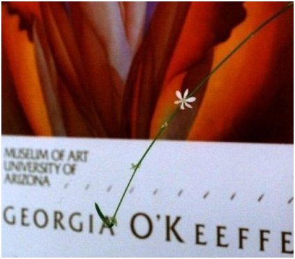 When Flowers Meet