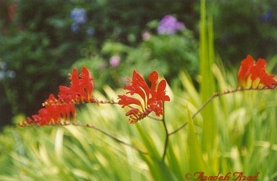 Flowers