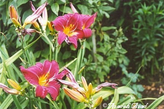 Flowers