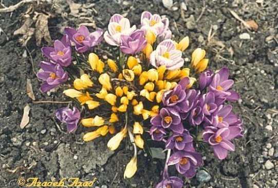 Flowers