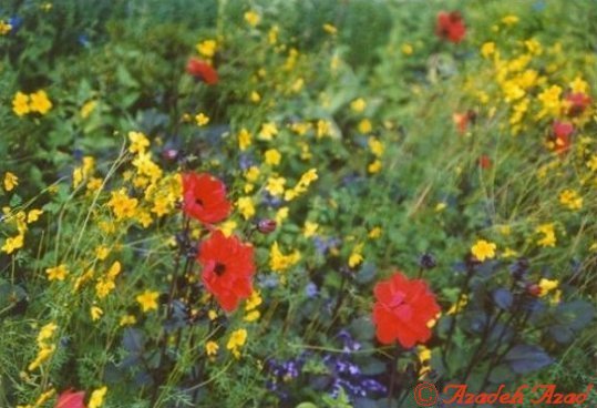 Flowers