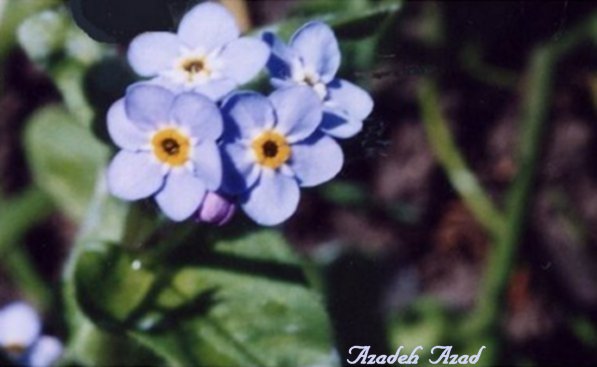 Flowers