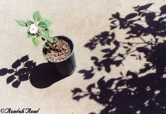 Shadows & Reflections