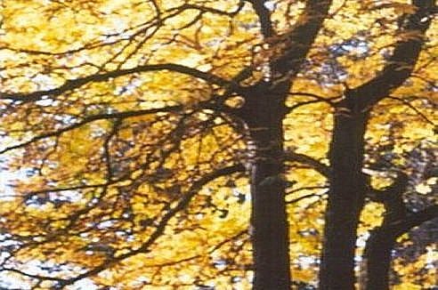 The Magic of Trees