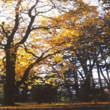 The Magic of Trees