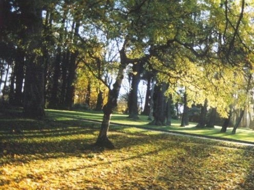 The Magic of Trees