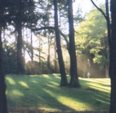 The Magic of Trees