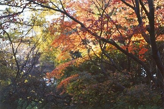 The Magic of Trees