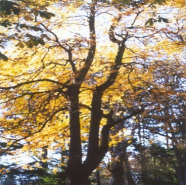 The Magic of Trees