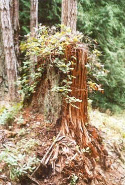 The Magic of Trees