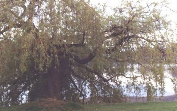 The Magic of Trees