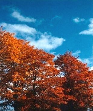 The Magic of Trees