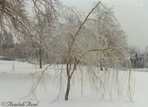 The Magic of Trees