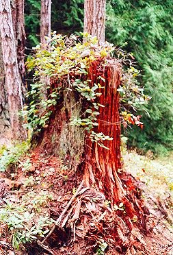 The Magic of Trees