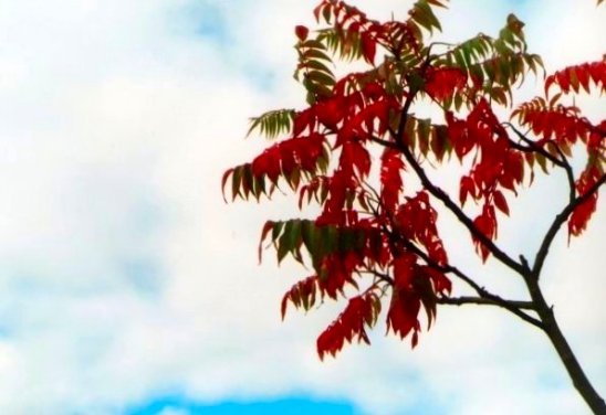 The Magic of Trees