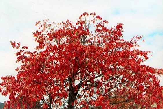 The Magic of Trees