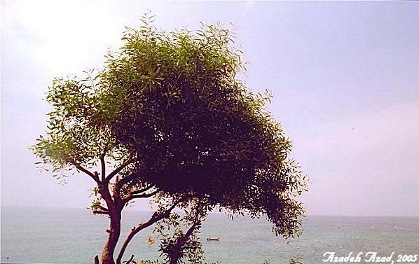 The Magic of Trees