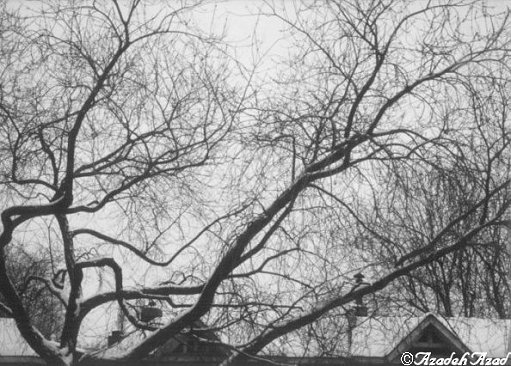 The Magic of Trees