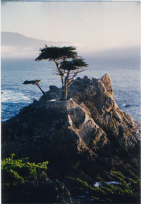 Lone_Cypress