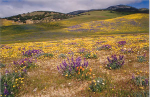 Tejon_Ranch