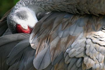 Sandhill Crane