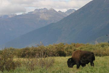 bison in mountain landscape