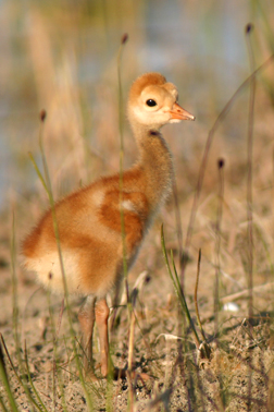 Sandhill Crane chick