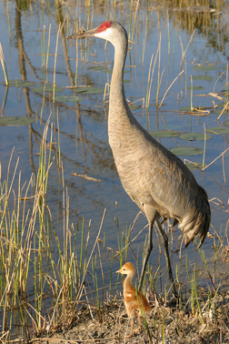 Sandhill Crane