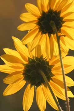 Black Eyed Susans