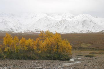 golden leaves in Denali landscape