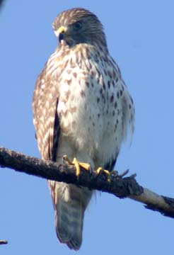Red-shouldered Hawk