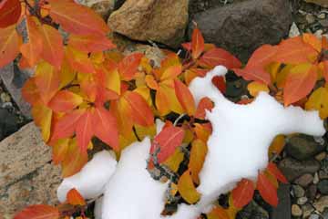 fall leaves