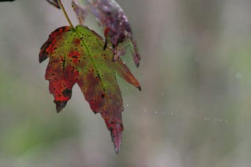 Red Maple