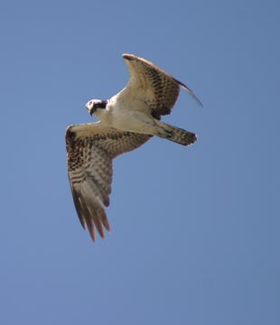 Osprey in flight