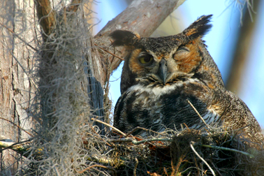 Great Horned Owl