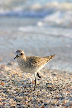 Dunlin