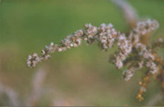 bbplantenv72.JPG (12103 bytes)