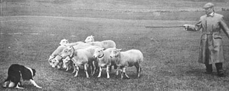SheepdogTrial_1.jpg (19808 bytes)