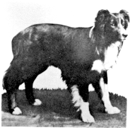 Picture of Old Hemp