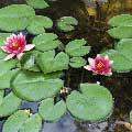 waterlillies