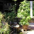 thai house