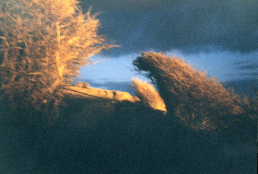 bushes