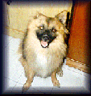 Doggy2