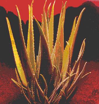 Aloe Vera