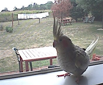 Billie finally finished looking through the window!
