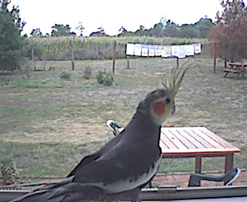Spookish bird!