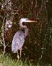 photo of bird