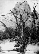 arid landscape