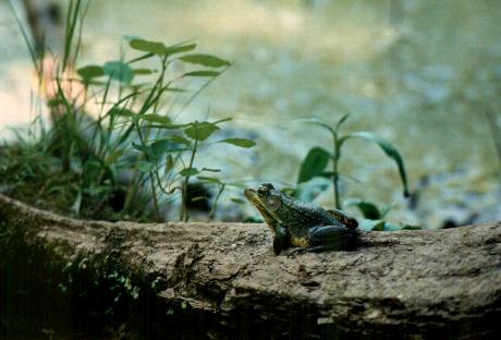 frog